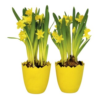 Narcisky v květináči ve tvaru vajíčka