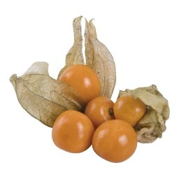 Physalis