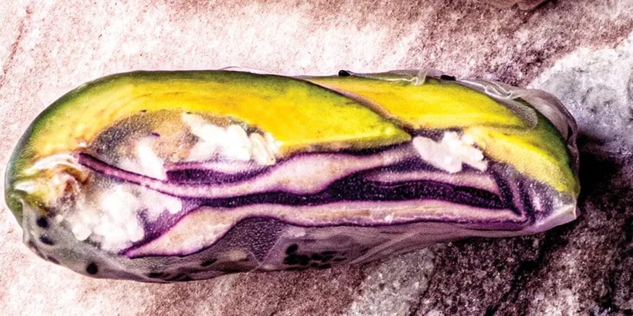 Jarní závitky barvy duhy avokádové